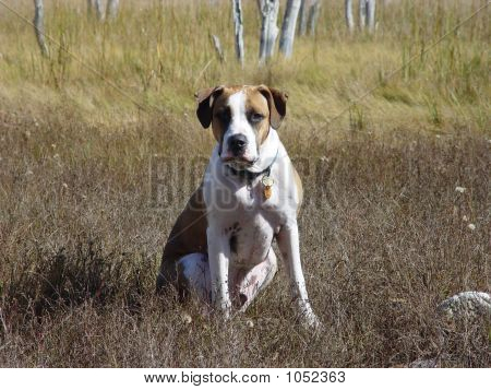 Tucker chien dans le marais