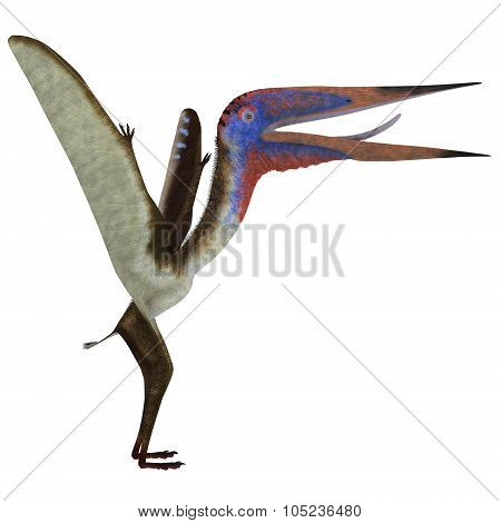 Zhejiangopterus Reptile