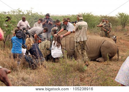 Dehorning Started On Large Rhino After Been Darted And Stabilized