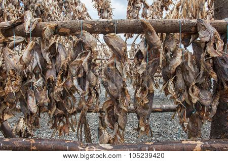 Stockfish cod drying in the sun hanging on the wooden construction, Iceland