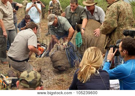 Finishing Dehorning Of Large Rhino After Been Darted