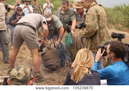 Finishing Dehorning Of Large Rhino After Been Darted