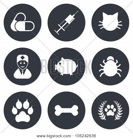 Veterinary, pets icons. Paw, syringe and bone.