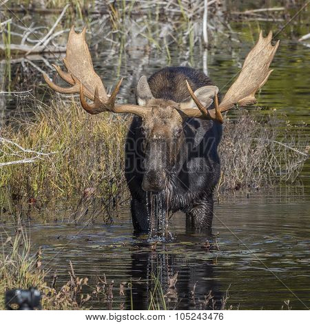 Large Bull Moose Foraging At The Edge Of A Lake In Autumn