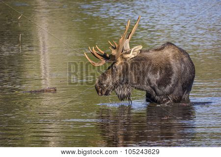 Large Bull Moose Foraging At The Edge Of A Lake In Autumn