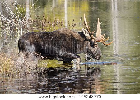 Large Bull Moose Foraging At The Edge Of A Lake In Autumn
