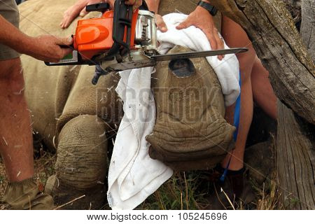 Finishing Touches To Dehorning Of Rhino Calf