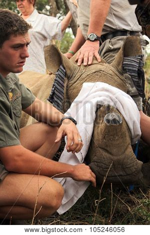 Ranger With Rhino Calf After Been Dehorned