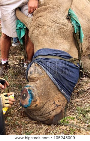 Antiseptic Spray Used  On Horn Remainder Of Dehorned Rhino