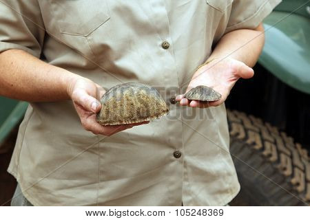 Gauteng Department Of Nature Conservation Representative Showing Pieces Of Trimmed Horn.