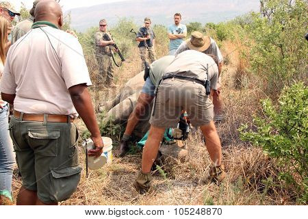 Dehorning Started Under Close Armed Protection Of Anti Poaching Unit For Protection.
