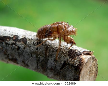 Pele de inseto
