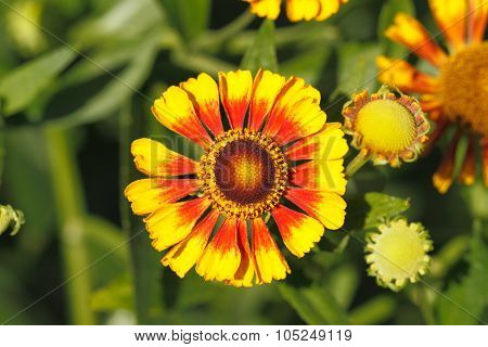 Blanket Flowers (gaillardia Aristata)