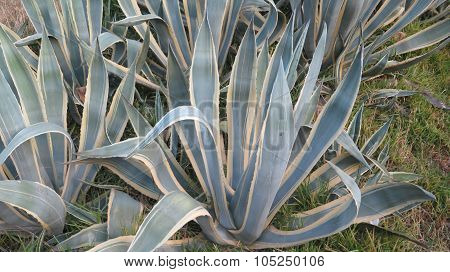 Close-up Of Agave Plants