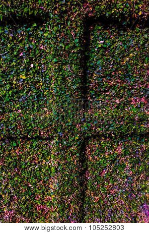 grass pattern