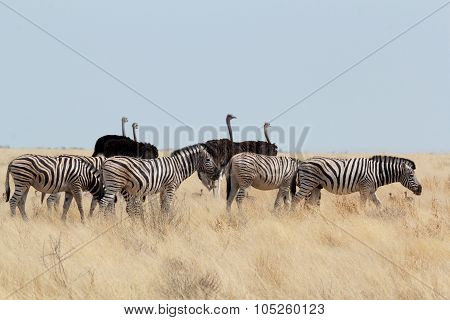 Zebra And Ostrich In African Bush