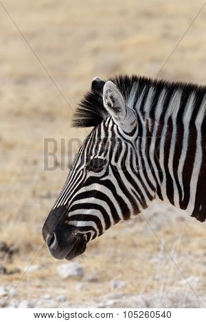 Zebra Portrait. Burchell's Zebra