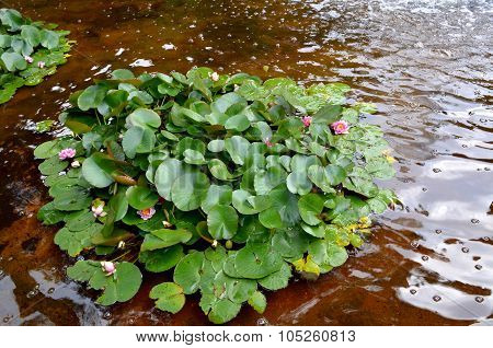 Pink Water Lily Under The Sun