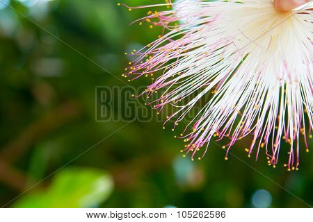 Tropical summer background with Barringtonia flower at green blur background