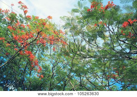 Beautiful orange delonix regia flower