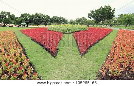 Red Celosia argentea