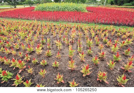 Red Celosia argentea