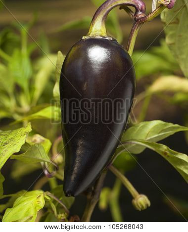 Purple Jalepeno