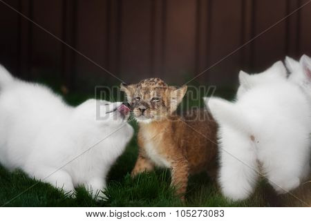 White Swiss Shepherds puppy and lion cub