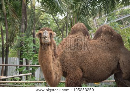 About Camel