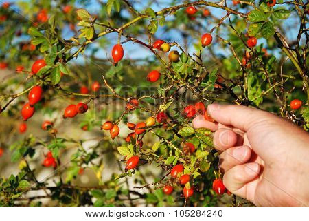 Picking Rose-hips
