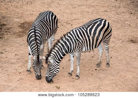 Duo Zebra