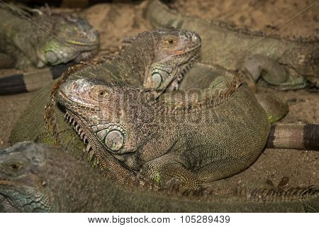Common Iguana