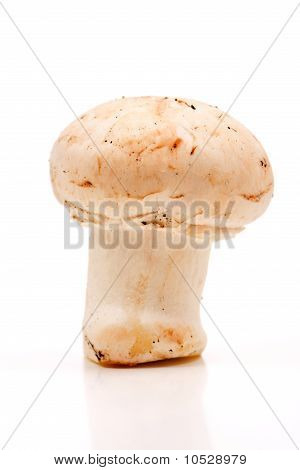 Knap champignon isoleret på hvid