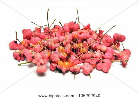Seabuckthorn