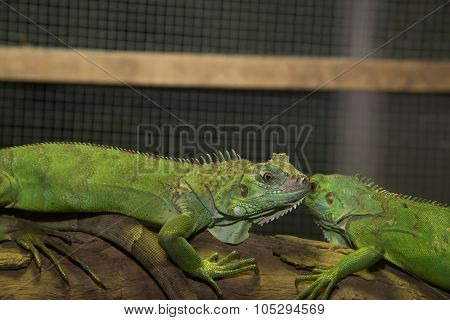 Green Iguana