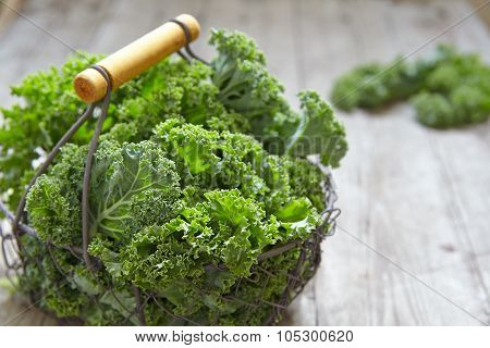 Fresh green kale leaves