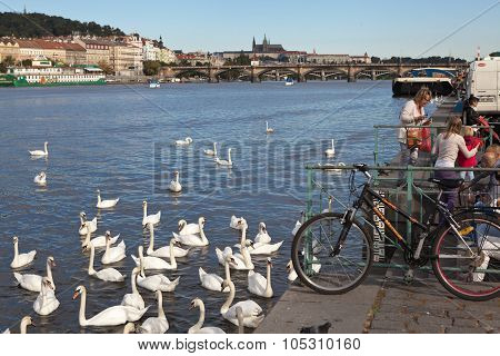 PRAGUE, CZECH REPUBLIC-SEPTEMBER 05, 2015: Photo of Swans on naplavka.