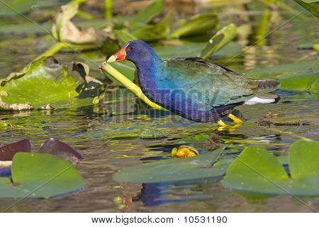 Gallinella viola americana