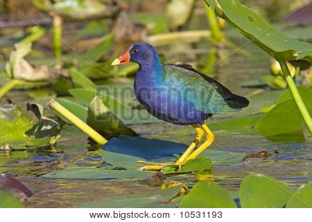 Gallinella viola americana