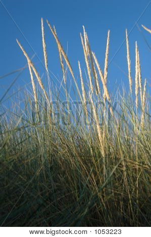 Marram 草の砂丘上