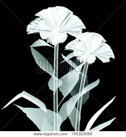 X-ray Image Of A Flower Isolated On Black , The Coxcomb