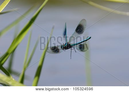 Banded Demoiselle