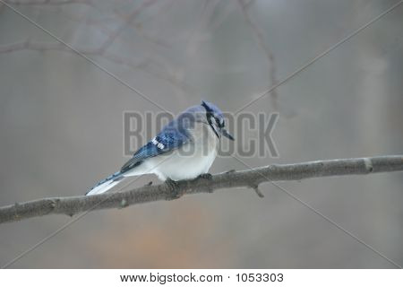 Blue Jay Sittiing en la rama de un árbol