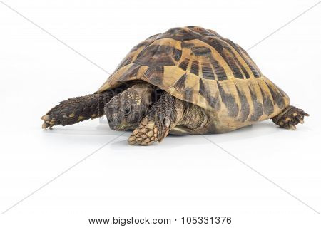 Greek Land Tortoise, Testudo Hermanni