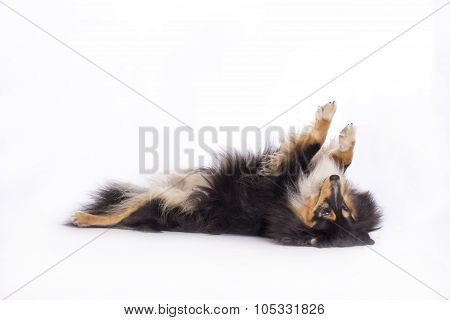 Shetland Sheepdog, Isolated