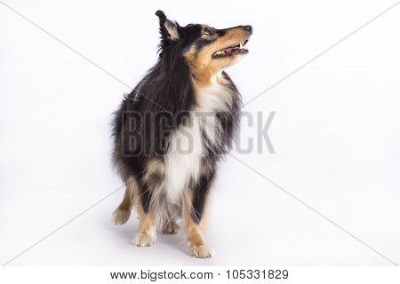 Shetland Sheepdog, Isolated
