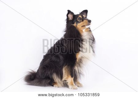 Shetland Sheepdog, Isolated