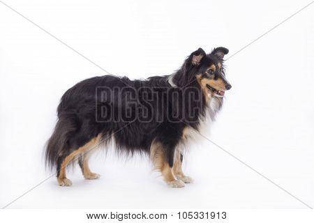 Shetland Sheepdog, Isolated