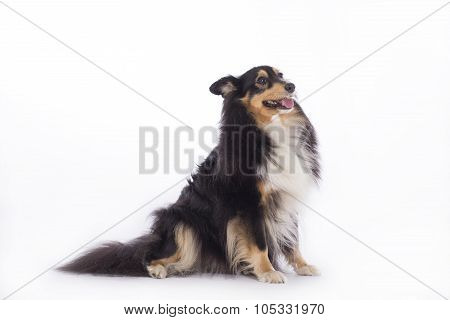 Shetland Sheepdog, Isolated