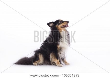 Dog, Shetland Sheepdog, Sitting, Isolated